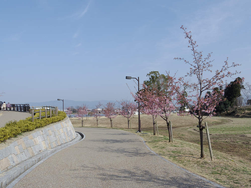 河津桜 @馬見丘陵公園-06 河津桜 @馬見丘陵公園-06