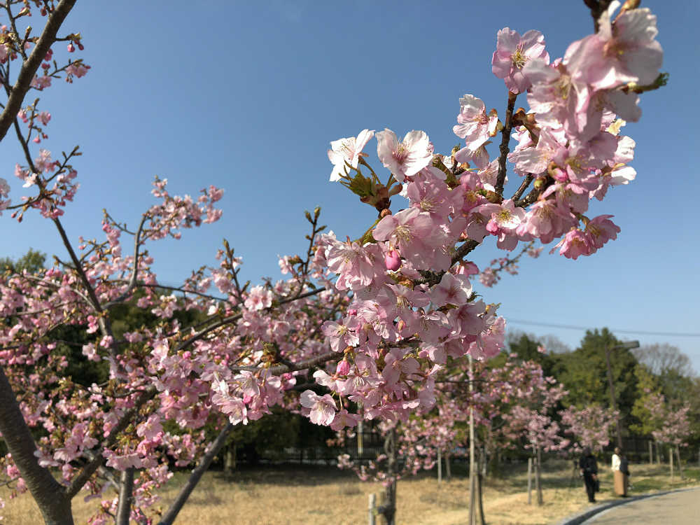 河津桜 @馬見丘陵公園-07 河津桜 @馬見丘陵公園-07