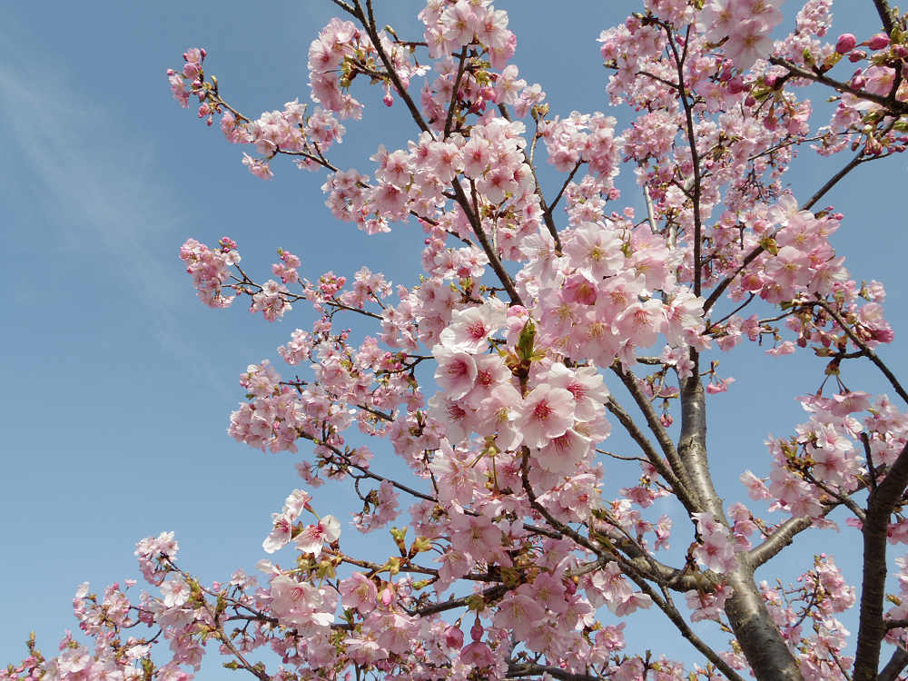 河津桜 @馬見丘陵公園-08 河津桜 @馬見丘陵公園-08