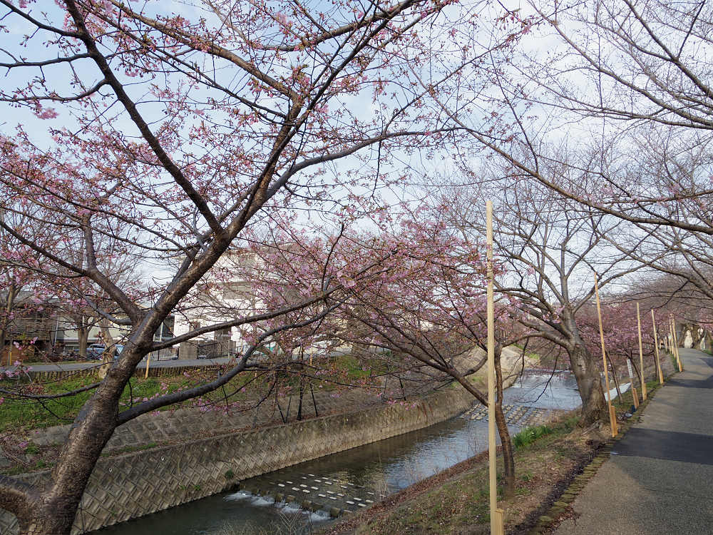 河津桜 @佐保川(奈良市)-09 河津桜 @佐保川(奈良市)-09