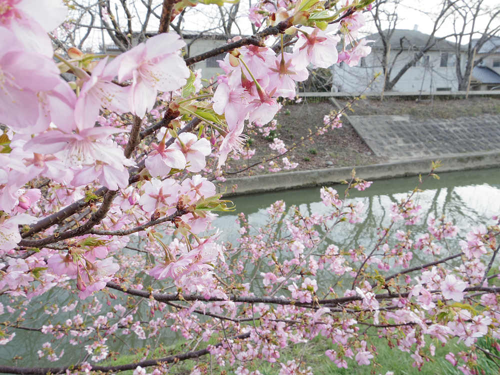河津桜 @佐保川(奈良市)-11 河津桜 @佐保川(奈良市)-11