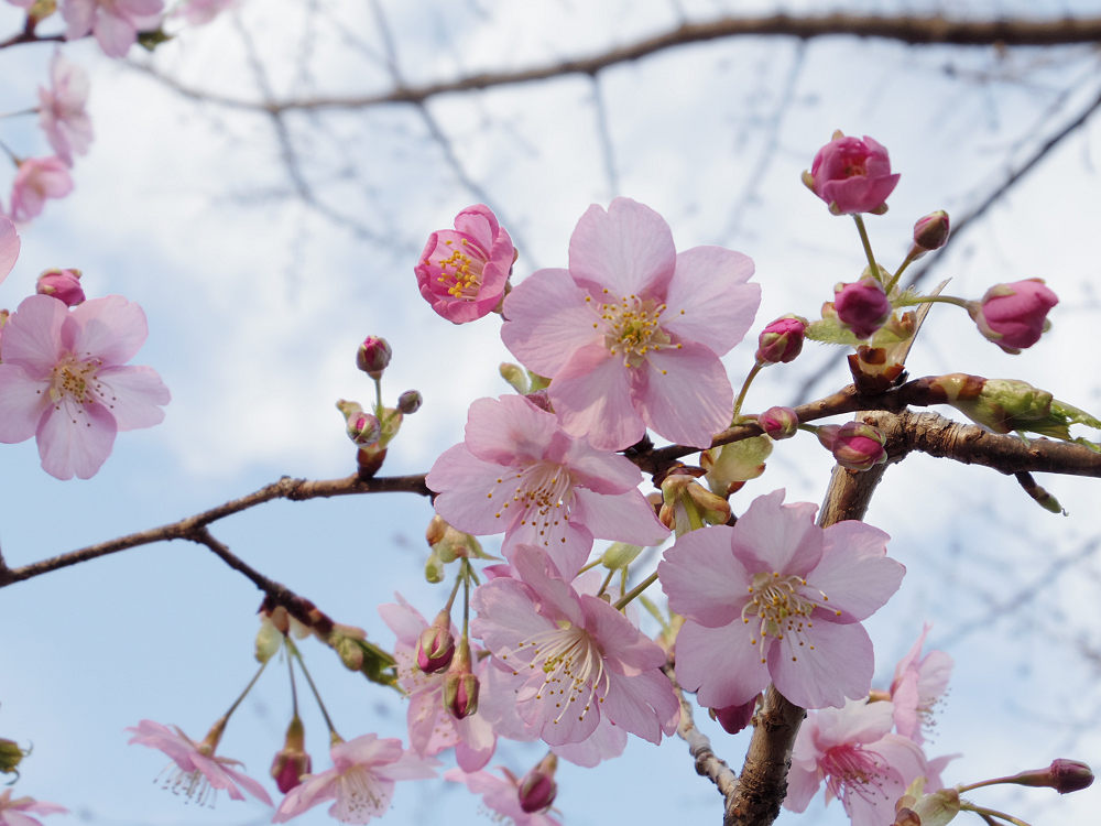 河津桜 @佐保川(奈良市)-12 河津桜 @佐保川(奈良市)-12