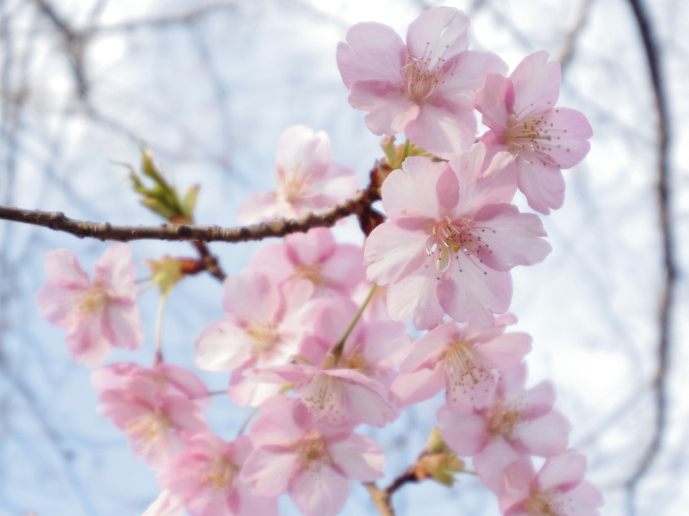 河津桜 @佐保川(奈良市)-13 河津桜 @佐保川(奈良市)-13