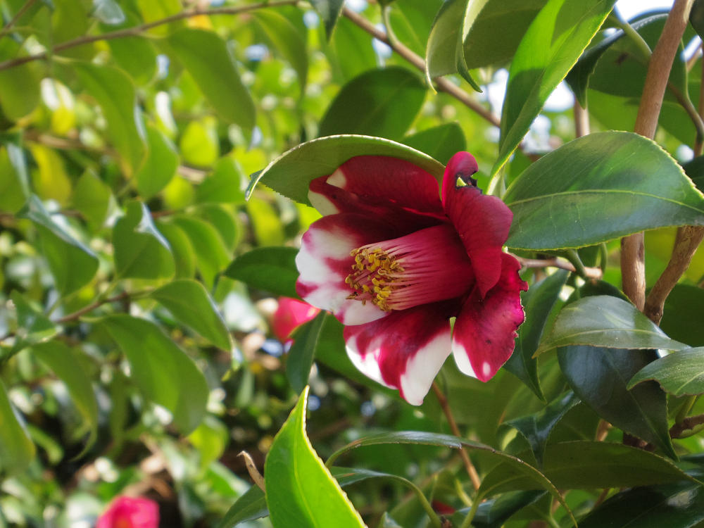 河津桜 @佐保川(奈良市)-14 河津桜 @佐保川(奈良市)-14