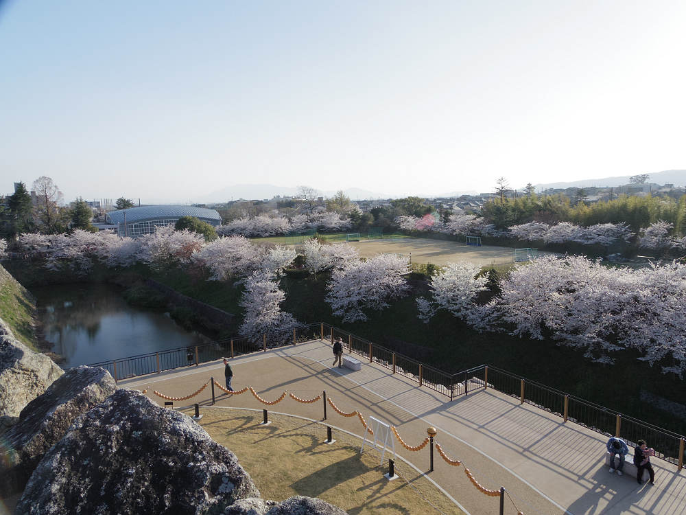 桜＠郡山城跡（大和郡山市）-10