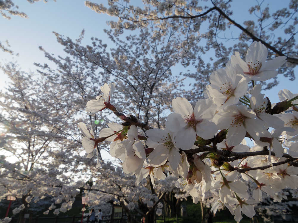 桜＠郡山城跡（大和郡山市）-18