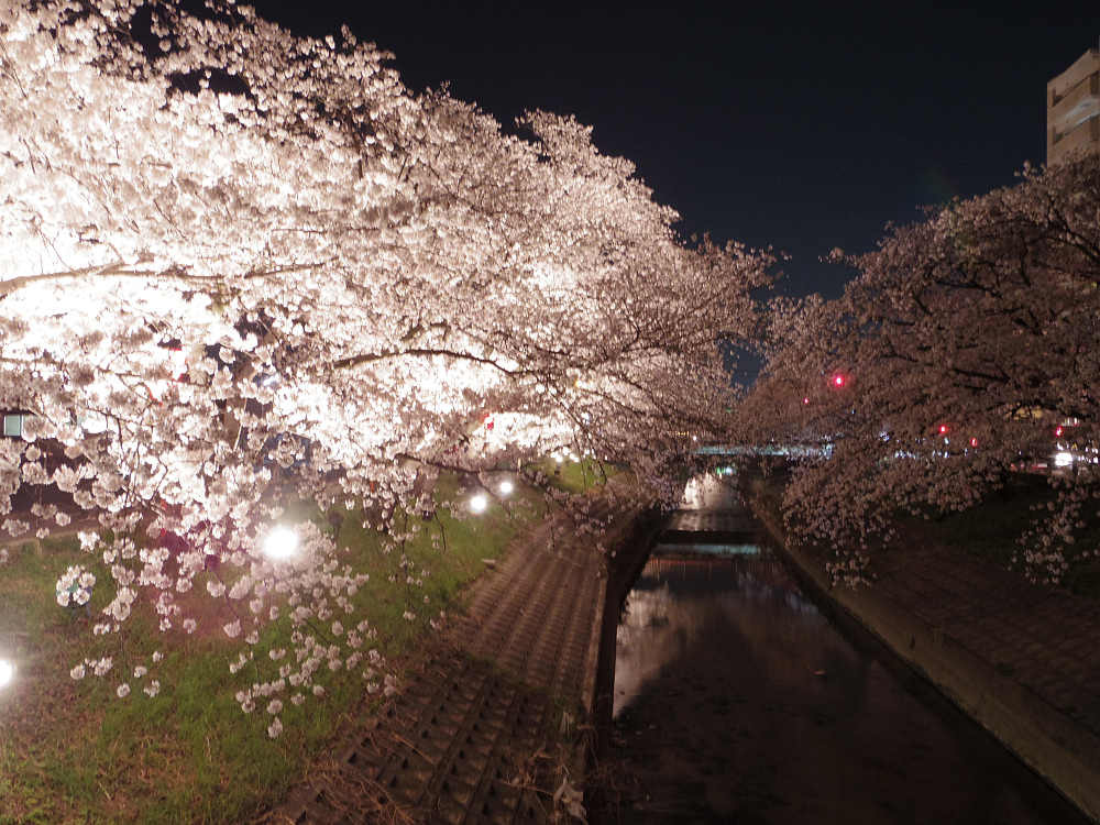 『高田の千本桜』の夜桜 @大中公園(大和高田市)-03 『高田の千本桜』の夜桜 @大中公園(大和高田市)-03
