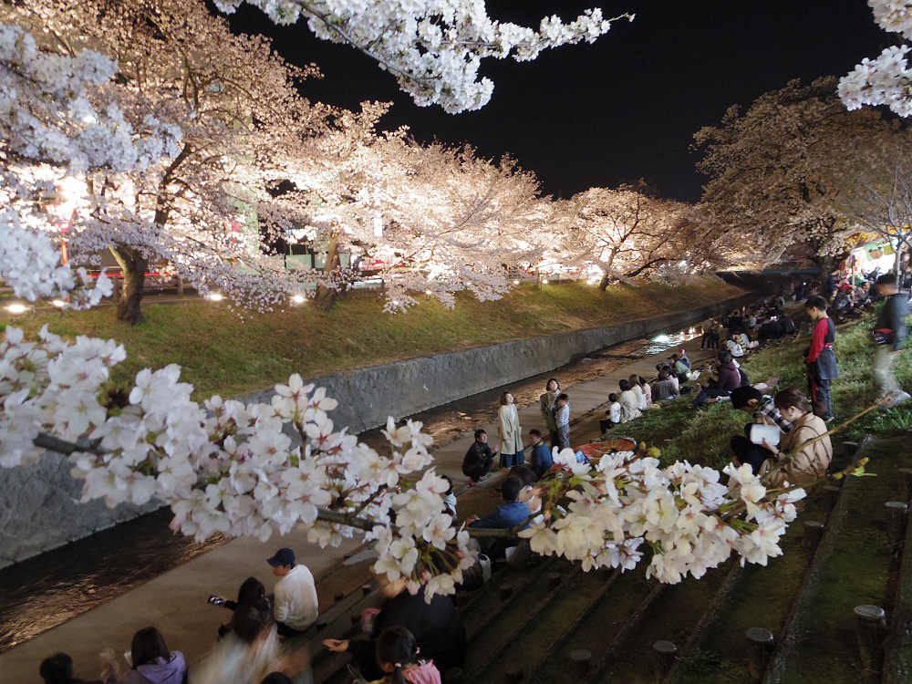 今年も見事！『高田の千本桜』の夜桜 ＠大中公園（大和高田市）