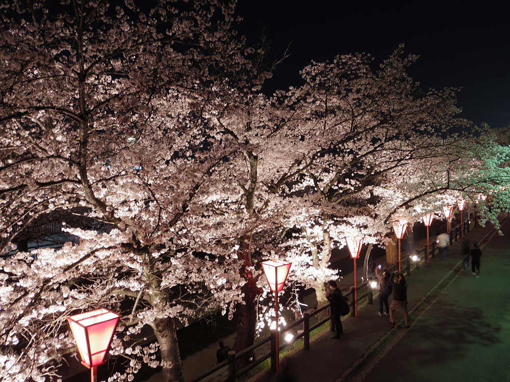 『高田の千本桜』の夜桜 @大中公園(大和高田市)-05 『高田の千本桜』の夜桜 @大中公園(大和高田市)-05