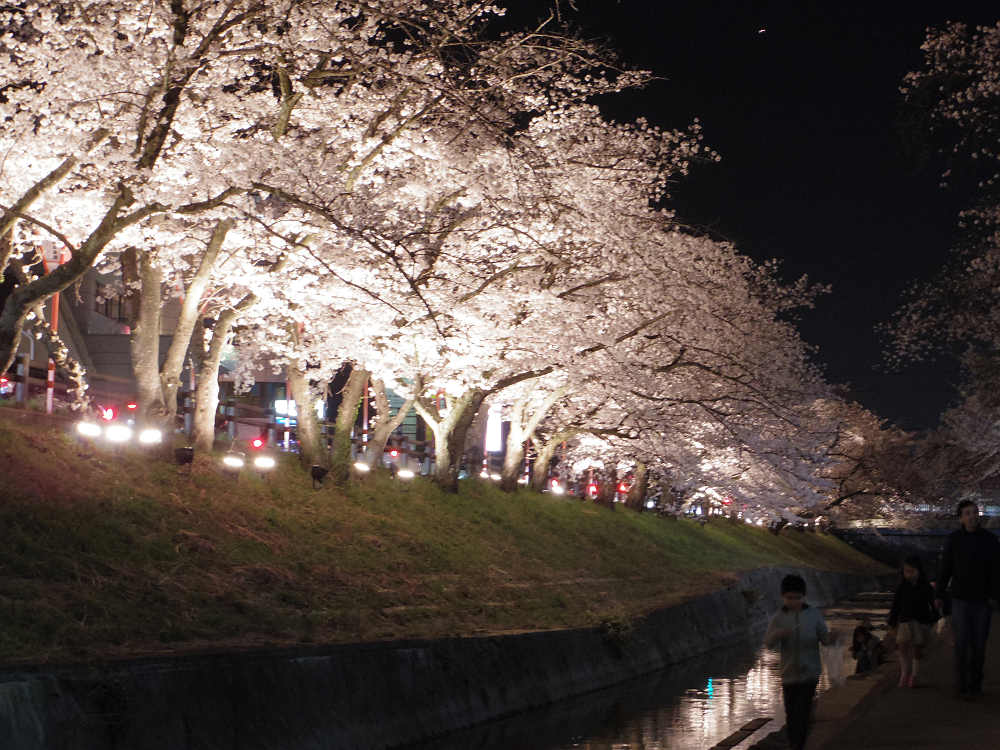 『高田の千本桜』の夜桜 @大中公園(大和高田市)-06 『高田の千本桜』の夜桜 @大中公園(大和高田市)-06