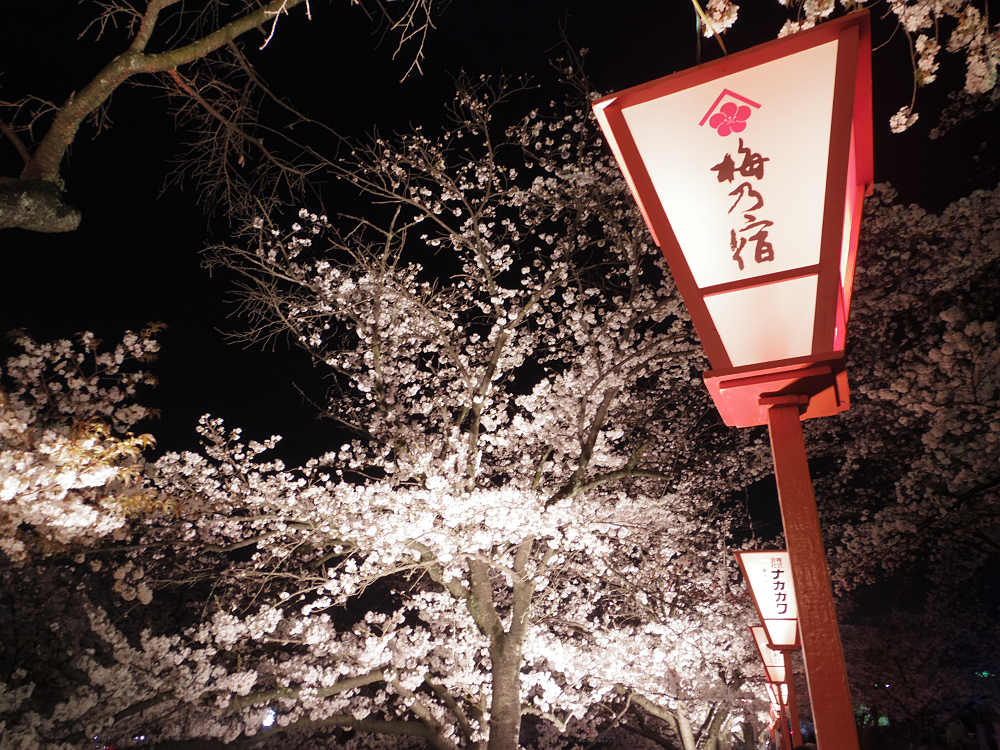 『高田の千本桜』の夜桜 @大中公園(大和高田市)-10 『高田の千本桜』の夜桜 @大中公園(大和高田市)-10