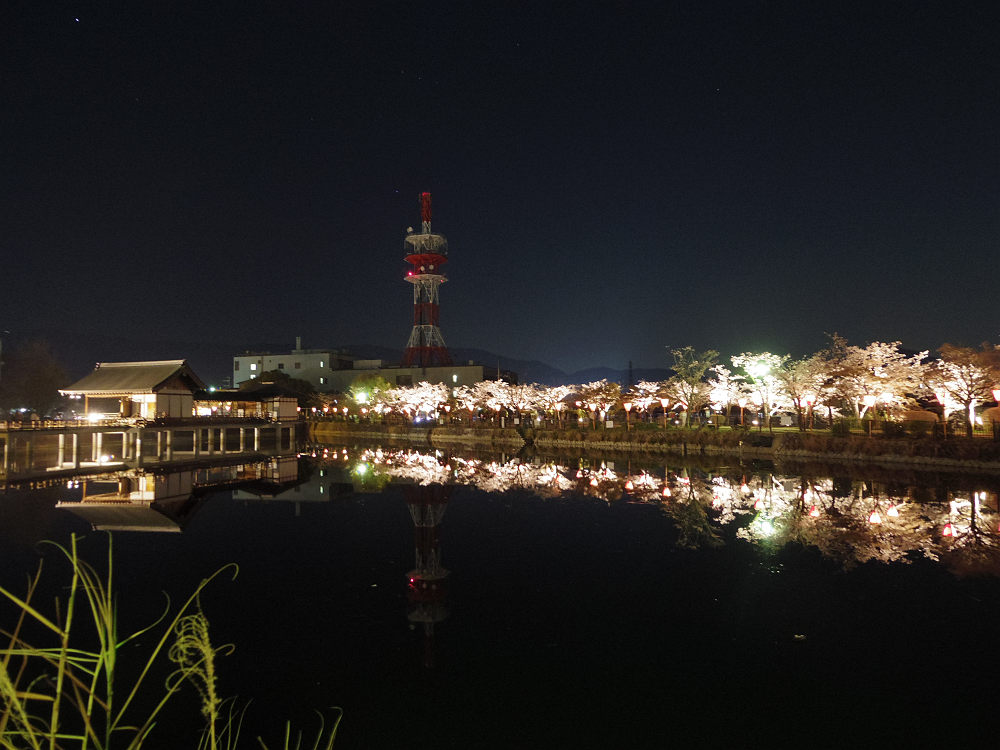 『高田の千本桜』の夜桜 @大中公園(大和高田市)-11 『高田の千本桜』の夜桜 @大中公園(大和高田市)-11