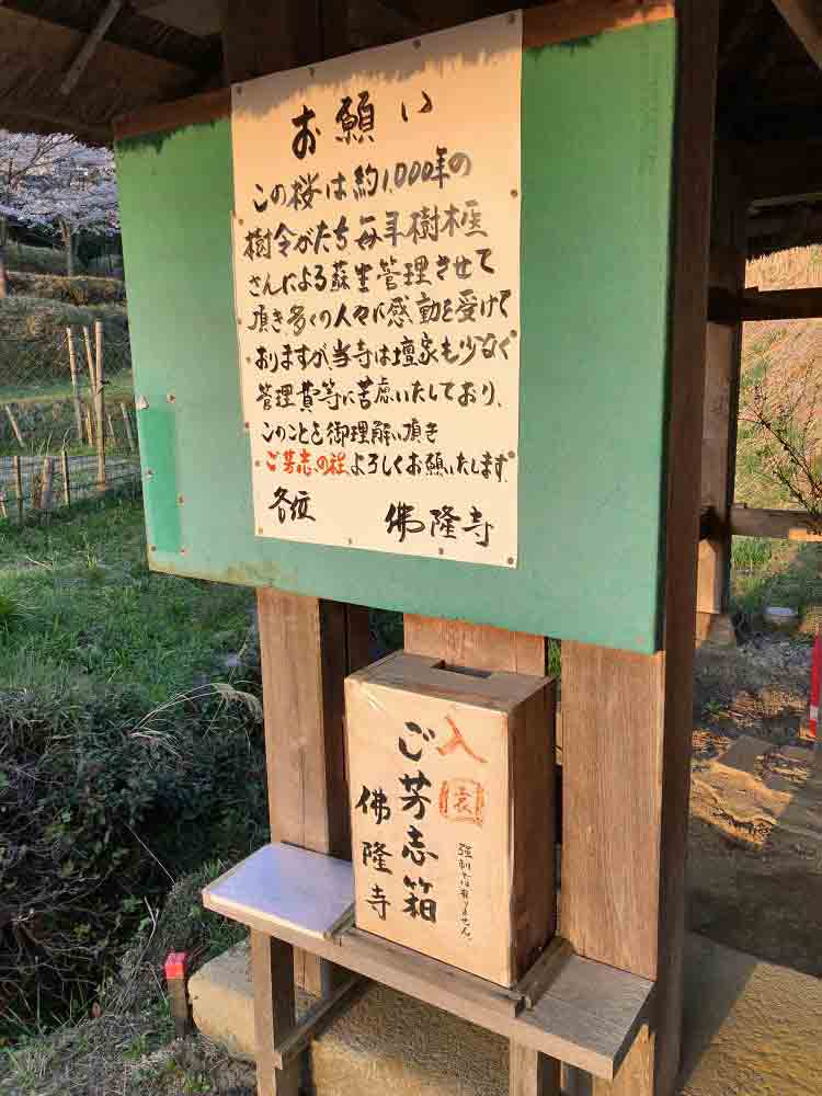 佛隆寺の千年桜 @宇陀市榛原-02 佛隆寺の千年桜 @宇陀市榛原-02