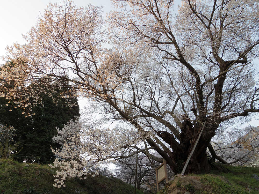 佛隆寺の千年桜 @宇陀市榛原-04 佛隆寺の千年桜 @宇陀市榛原-04