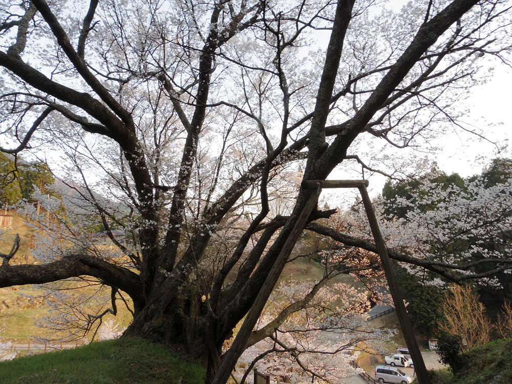佛隆寺の千年桜 @宇陀市榛原-05 佛隆寺の千年桜 @宇陀市榛原-05