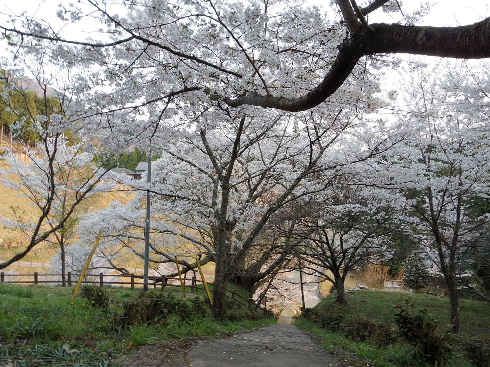 佛隆寺の千年桜 @宇陀市榛原-06 佛隆寺の千年桜 @宇陀市榛原-06