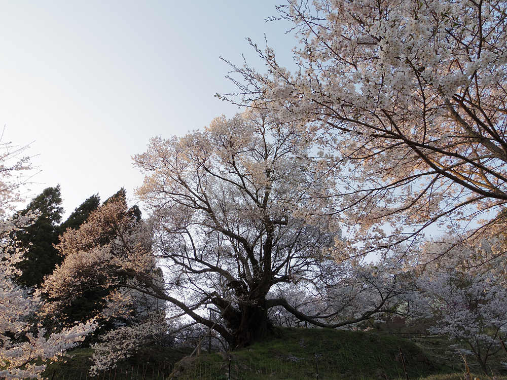 佛隆寺の千年桜 @宇陀市榛原-08 佛隆寺の千年桜 @宇陀市榛原-08