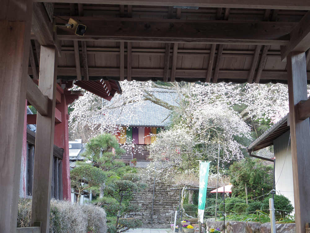 佛隆寺の千年桜 @宇陀市榛原-10 佛隆寺の千年桜 @宇陀市榛原-10
