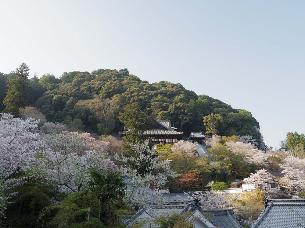 大観音大画軸大開帳 ＠長谷寺（桜井市）-13