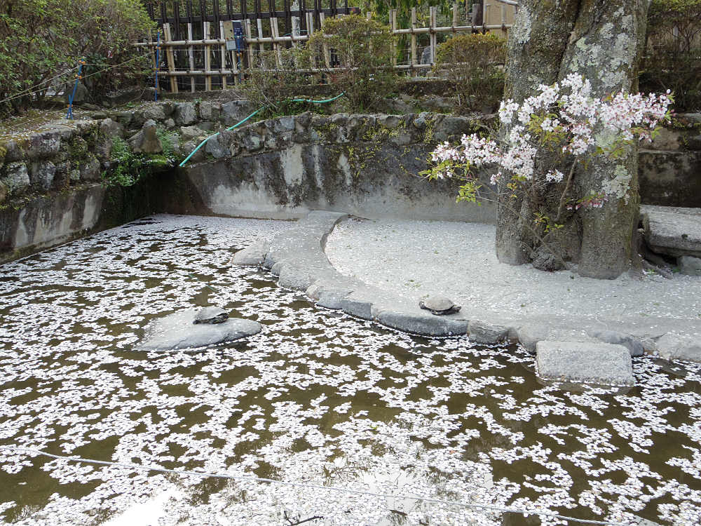 大観音大画軸大開帳 ＠長谷寺（桜井市）-20