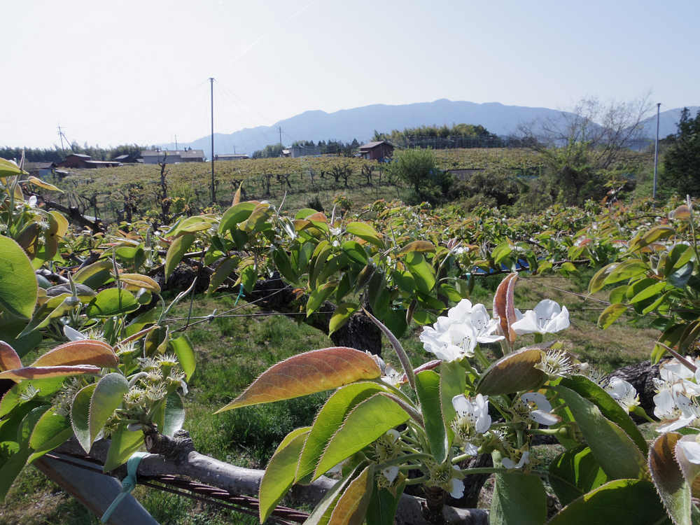 梨の花 ＠大阿太高原（大淀町）-02