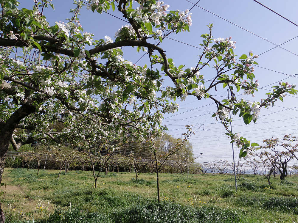 梨の花 ＠大阿太高原（大淀町）-04