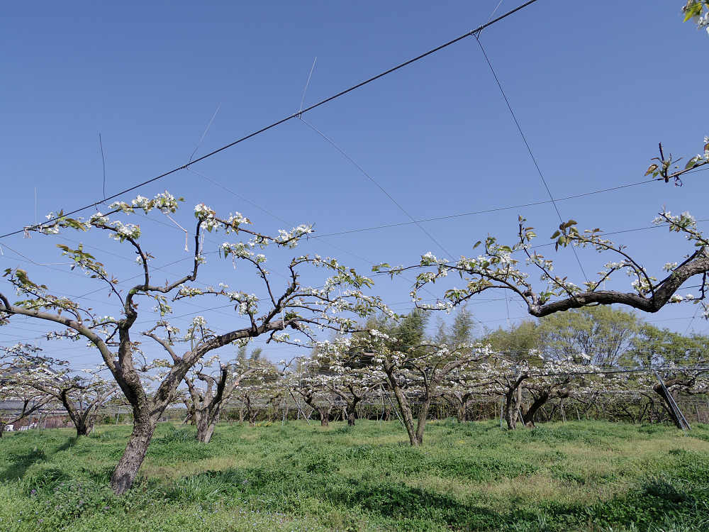 梨の花 ＠大阿太高原（大淀町）-05