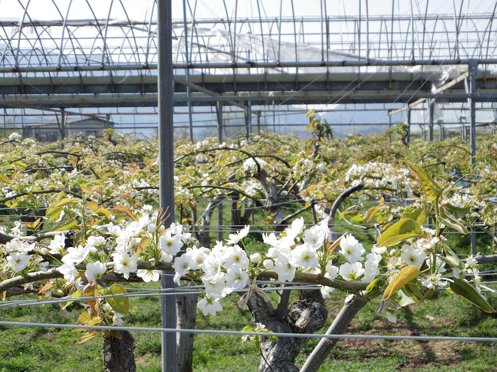 梨の花 ＠大阿太高原（大淀町）-08