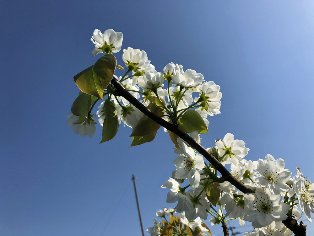 梨の花 ＠大阿太高原（大淀町）-09