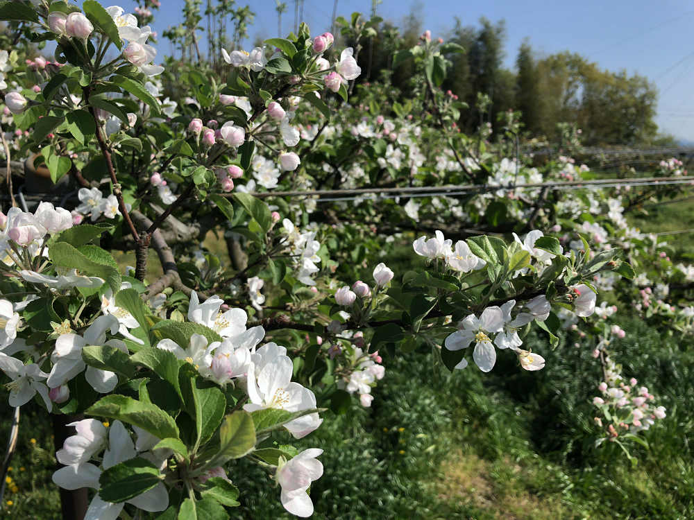 梨の花 ＠大阿太高原（大淀町）-10