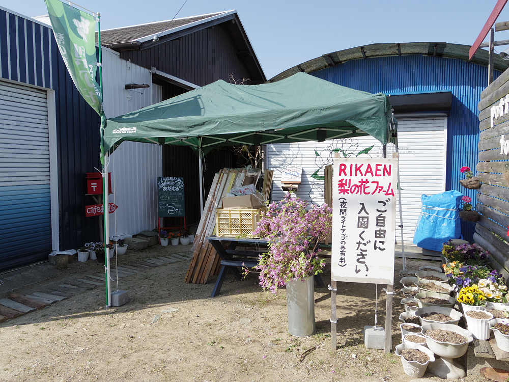 梨の花 ＠大阿太高原（大淀町）-12