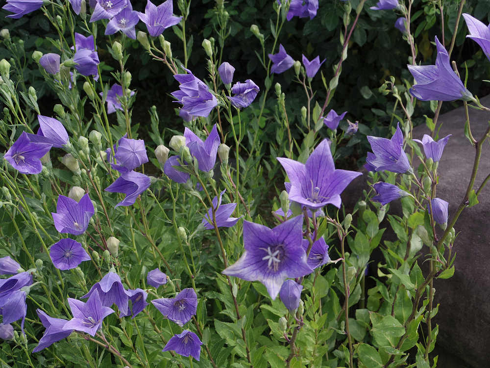 世界遺産元興寺　国宝禅室 屋根裏探検 ＠奈良市-22