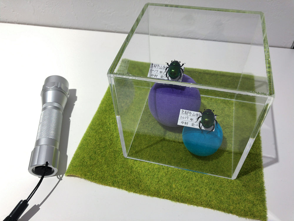 ならまち糞虫館@奈良市-07 ならまち糞虫館@奈良市-07