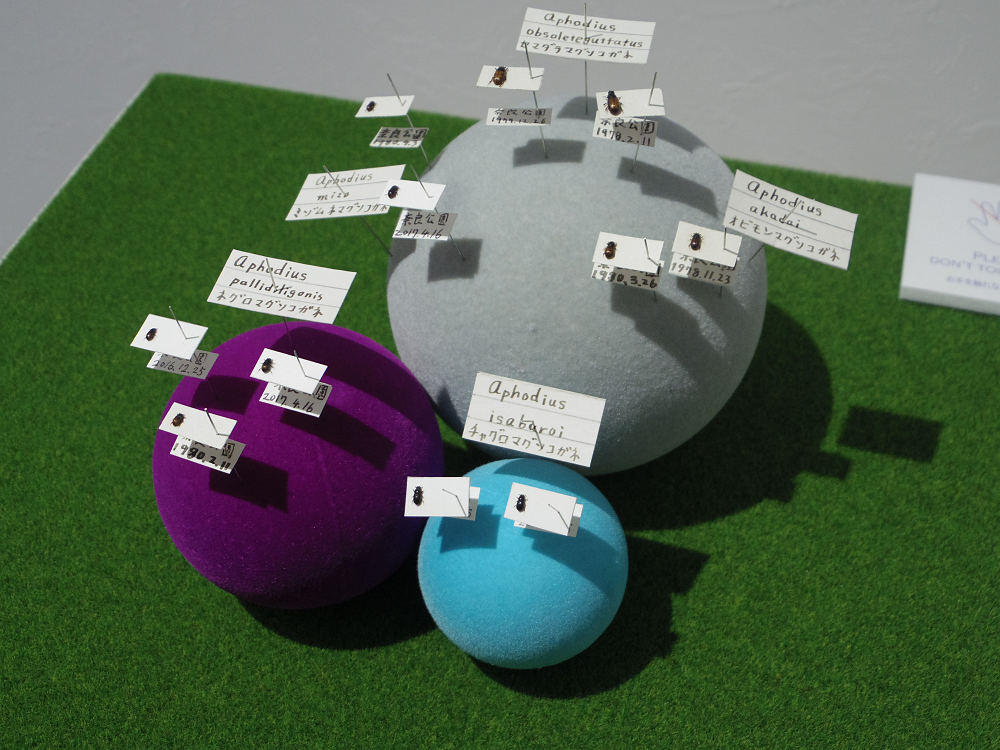 ならまち糞虫館@奈良市-09 ならまち糞虫館@奈良市-09