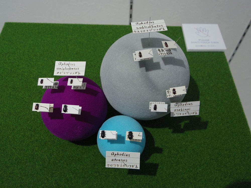 ならまち糞虫館@奈良市-10 ならまち糞虫館@奈良市-10