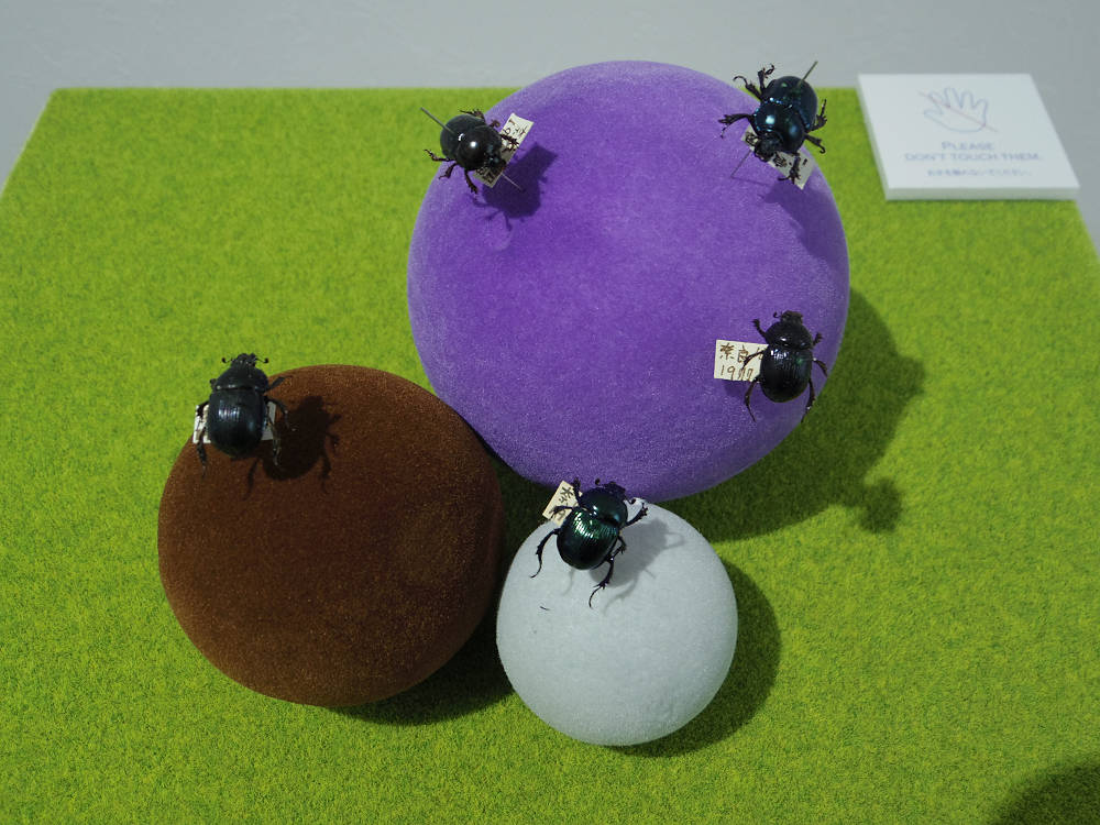 ならまち糞虫館@奈良市-11 ならまち糞虫館@奈良市-11