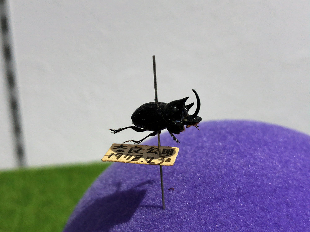 ならまち糞虫館@奈良市-12 ならまち糞虫館@奈良市-12