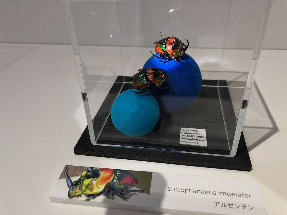 ならまち糞虫館@奈良市-13 ならまち糞虫館@奈良市-13