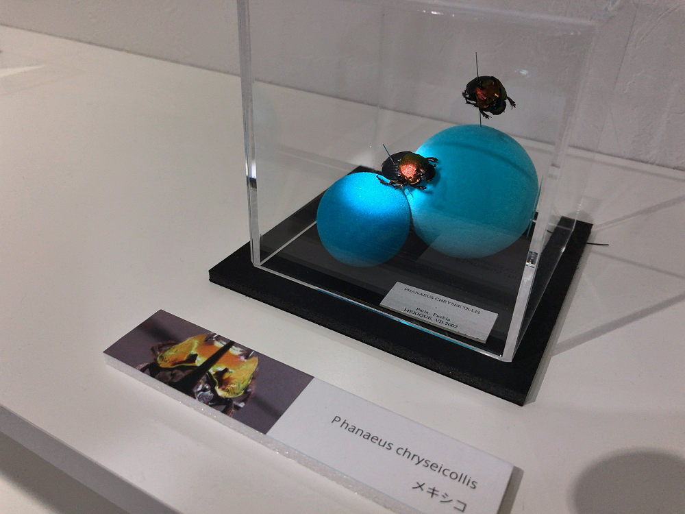 ならまち糞虫館@奈良市-14 ならまち糞虫館@奈良市-14