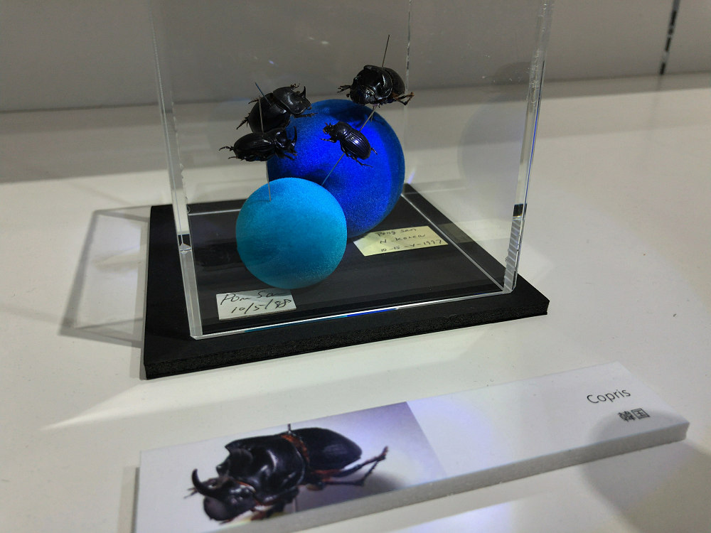 ならまち糞虫館@奈良市-15 ならまち糞虫館@奈良市-15