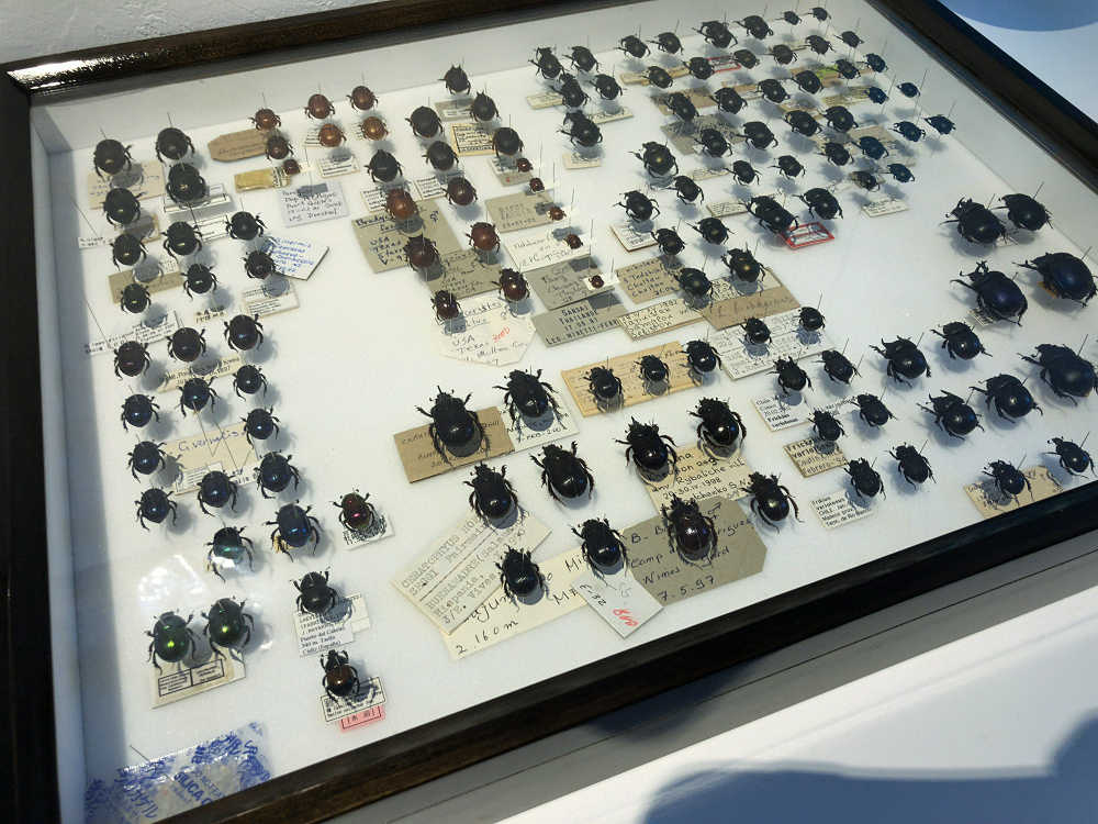 ならまち糞虫館@奈良市-16 ならまち糞虫館@奈良市-16