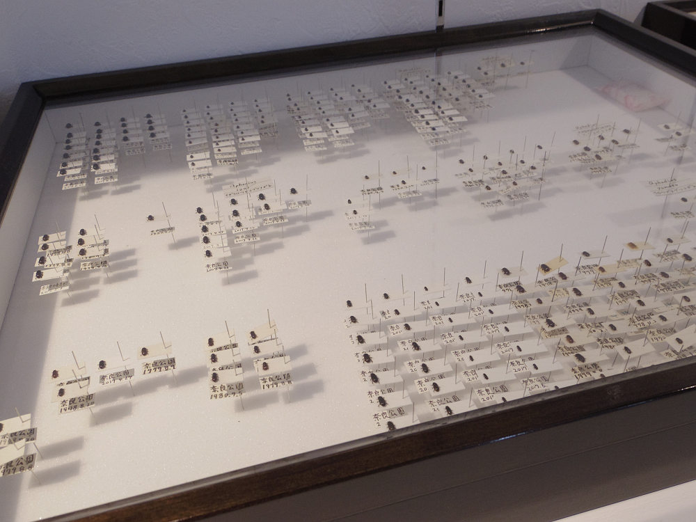 ならまち糞虫館@奈良市-17 ならまち糞虫館@奈良市-17