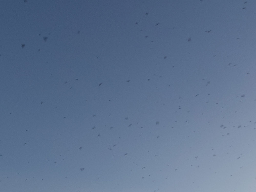 ツバメのねぐら入り @平城宮跡-03 ツバメのねぐら入り @平城宮跡-03