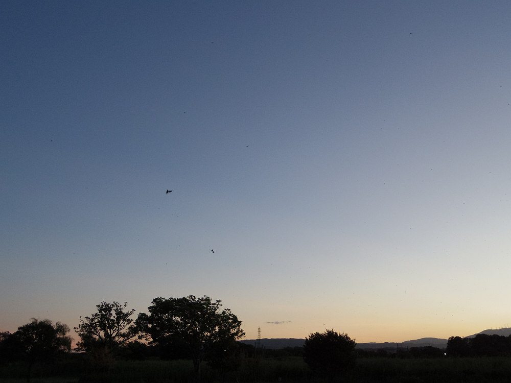 ツバメのねぐら入り @平城宮跡-04 ツバメのねぐら入り @平城宮跡-04