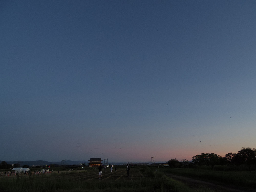 ツバメのねぐら入り @平城宮跡-06 ツバメのねぐら入り @平城宮跡-06