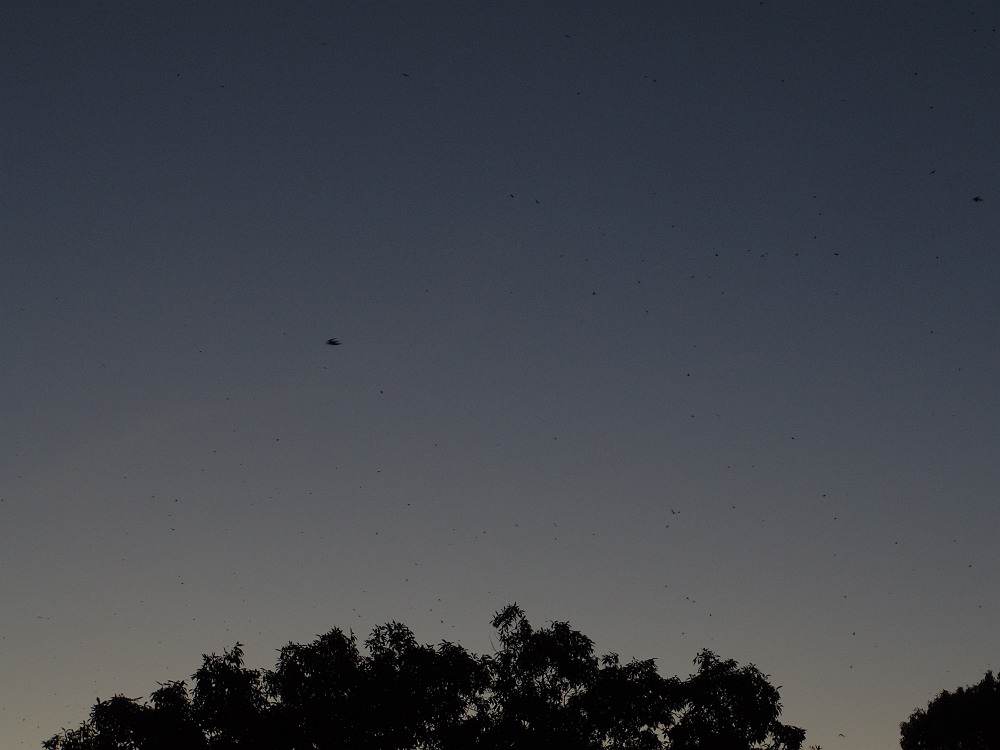 ツバメのねぐら入り @平城宮跡-07 ツバメのねぐら入り @平城宮跡-07