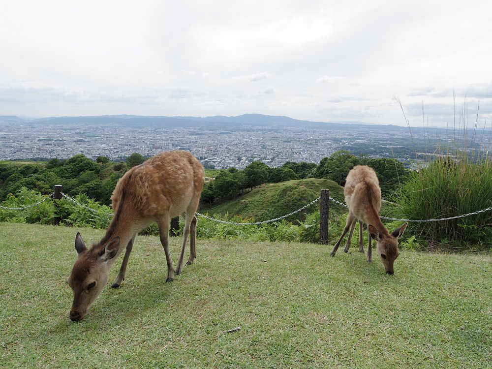 美しい鹿の楽園！気軽に登れる『若草山』ハイキング ＠奈良市