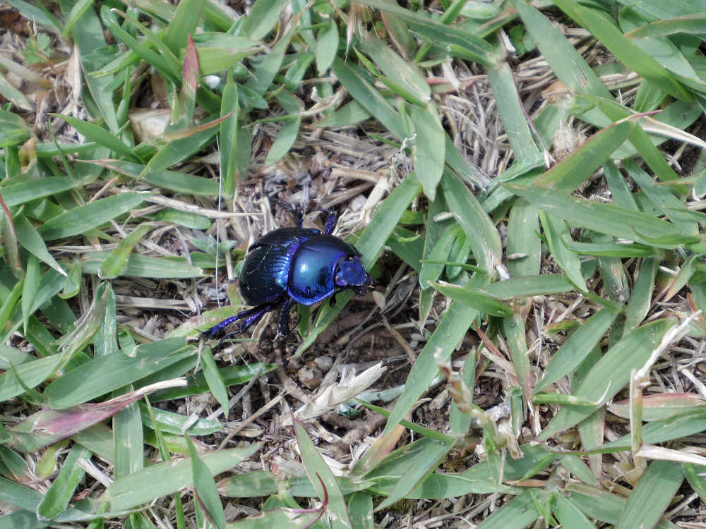 若草山ハイキング@奈良市-19 若草山ハイキング@奈良市-19