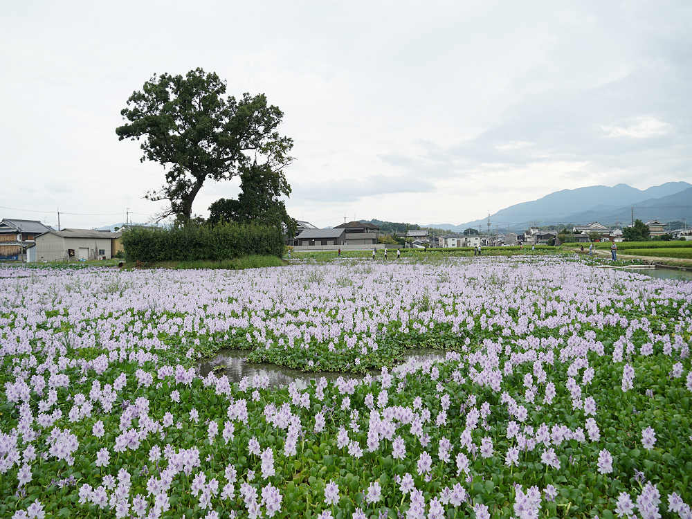 ホテイアオイ@本薬師寺跡(橿原市)-01 ホテイアオイ@本薬師寺跡(橿原市)-01