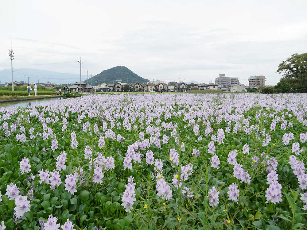 ホテイアオイ@本薬師寺跡(橿原市)-02 ホテイアオイ@本薬師寺跡(橿原市)-02